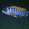 Labidochromis sp. Hongi Red Top